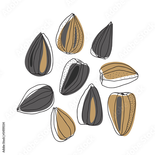 Illustration of sunflower seeds