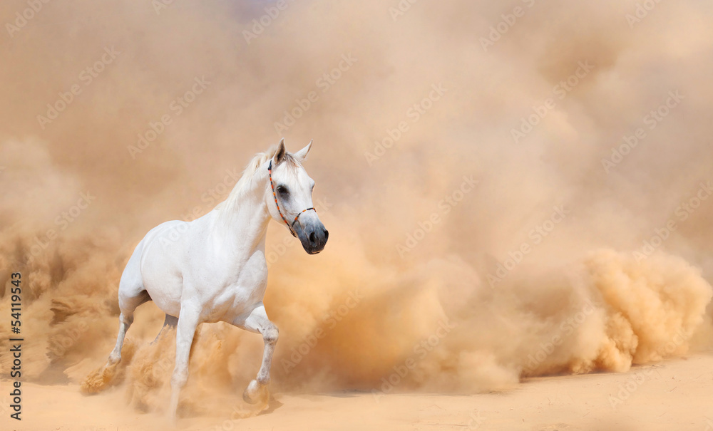 Arabian horse running out of the Desert Storm