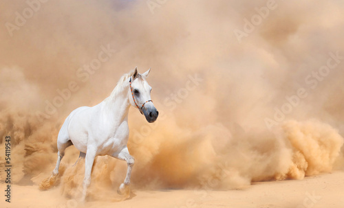 Arabian horse running out of the Desert Storm © loya_ya