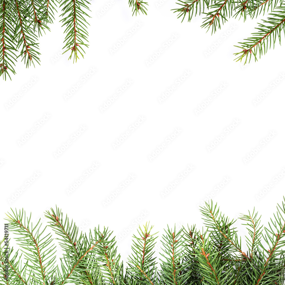 Fototapeta premium christmas tree twig composition