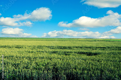 Young wheat