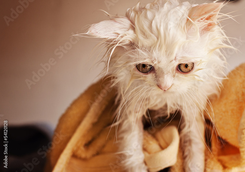 Tableau sur toile Funny wet white Persian kitten