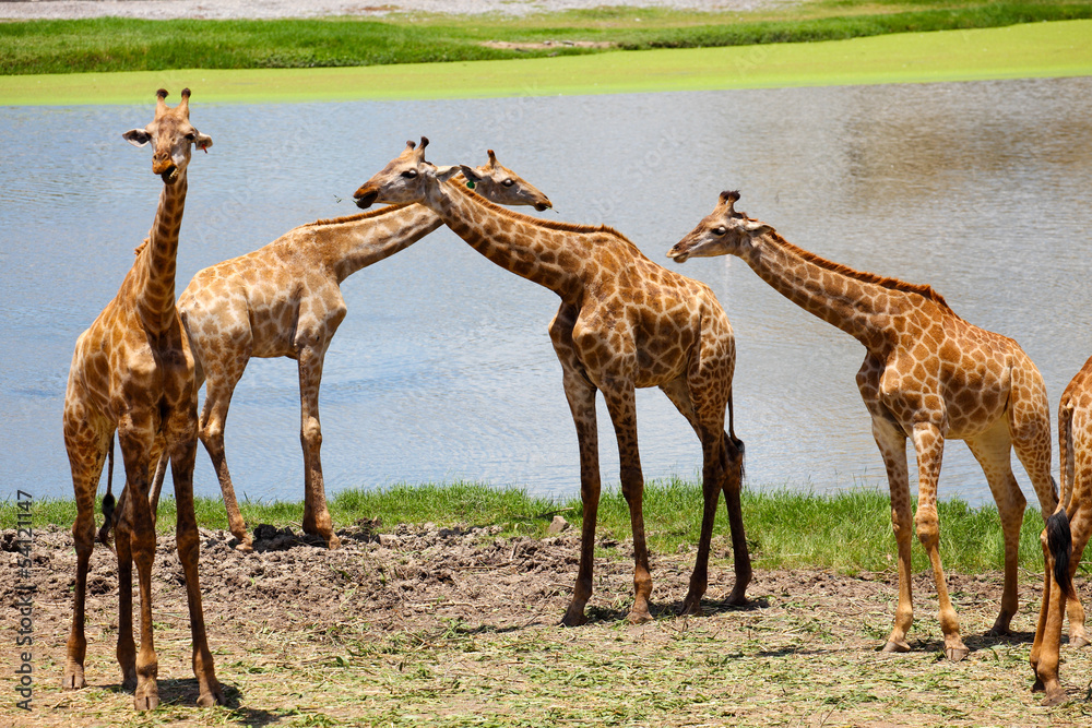 Fototapeta premium Group of Giraffes Playing Along River
