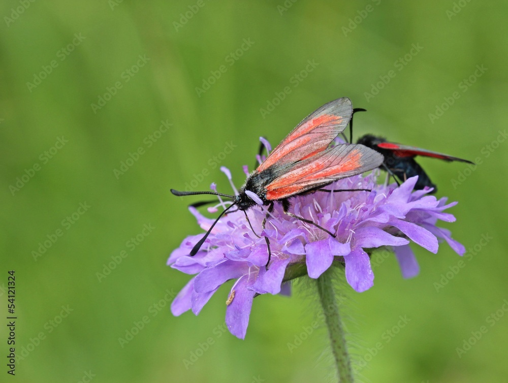 Thymian- und Sechsfleckwidderchen auf Witwenblume Thymian- und Sechsfleckwidderchen auf Witwenblume