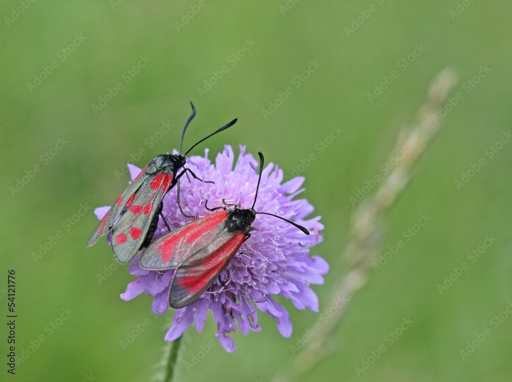 Thymian- und Sechsfleckwidderchen auf Witwenblume Thymian- und Sechsfleckwidderchen auf Witwenblume