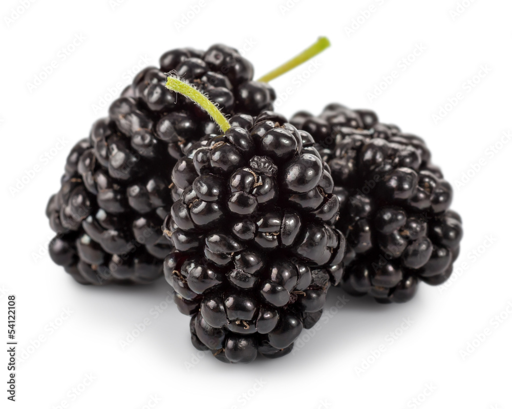 Mulberry Mulberry