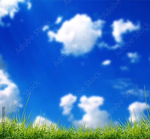 green grass with the sky