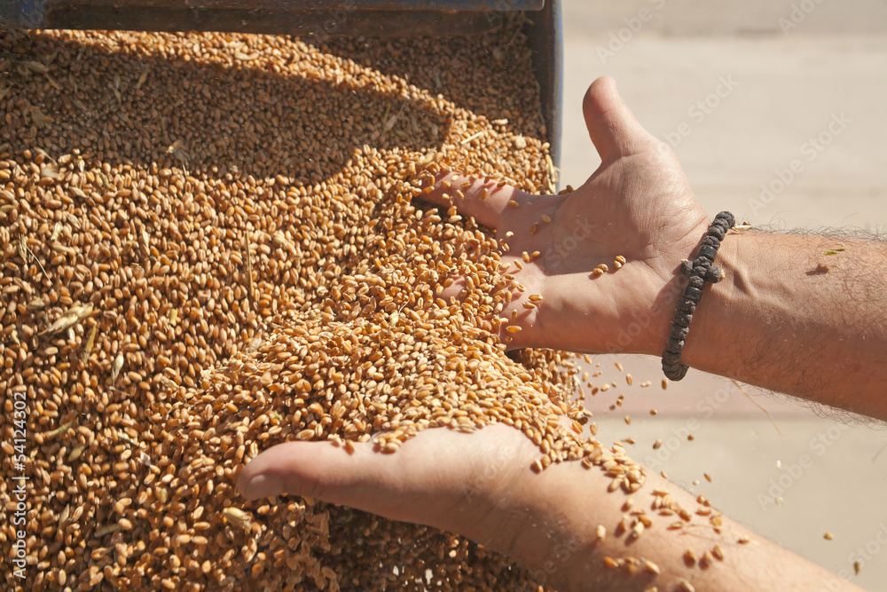 Naklejka premium Hand with wheat grains