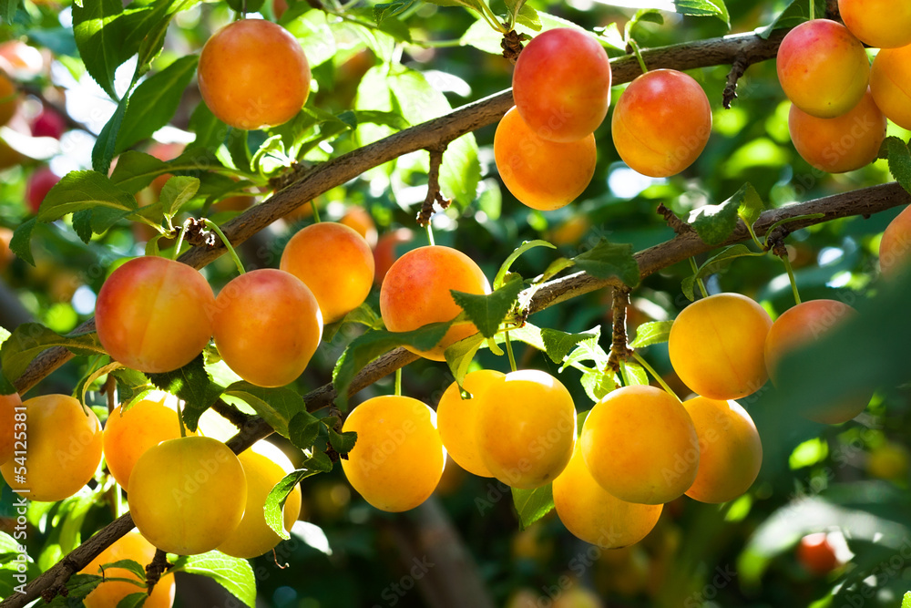 Obraz premium plum tree