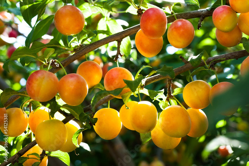 plum tree