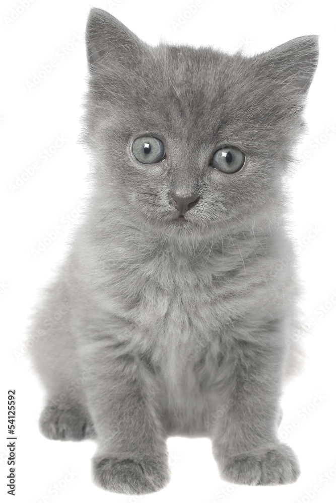 Small gray long haired kitten sitting isolated
