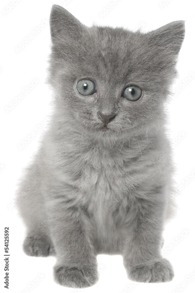 Obraz premium Small gray long haired kitten sitting isolated