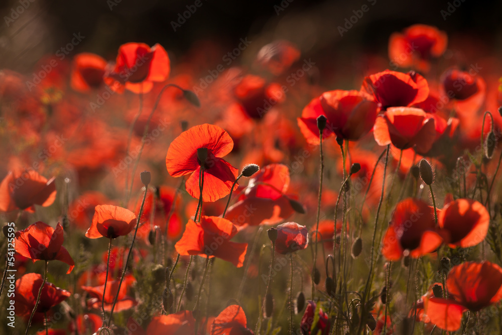 leuchtender Mohn leuchtender Mohn