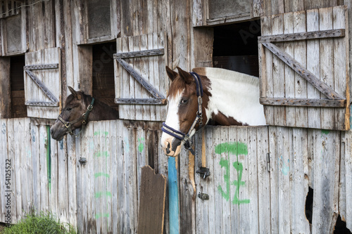 Fototapeta Naklejka Na Ścianę i Meble -  Two horses in stable