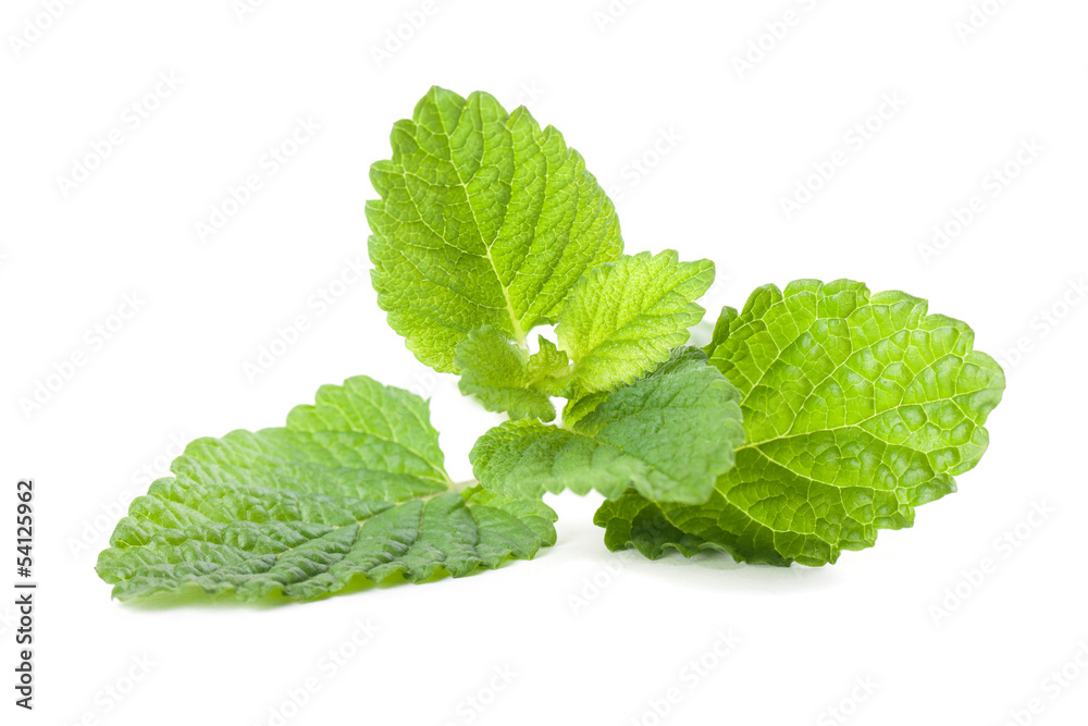 Lemon balm Lemon balm