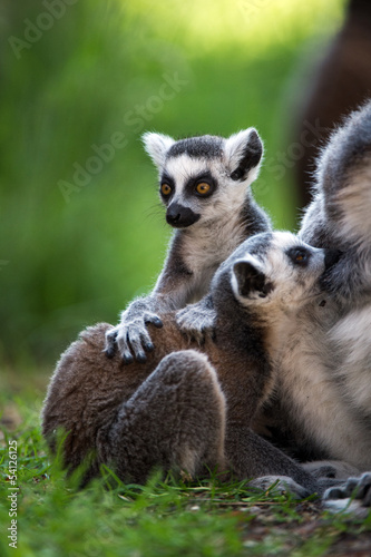 Baby Suckling Ring Tailed Lemurs