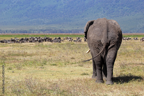 African elephant and herd of wildebeest