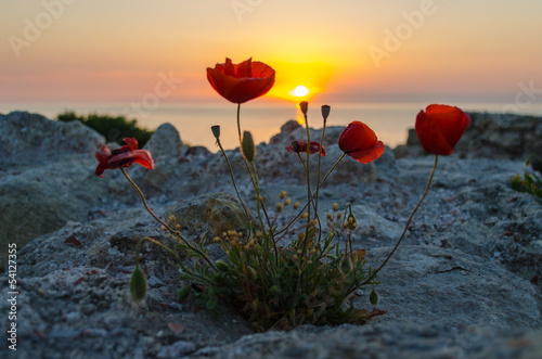 Obraz na płótnie Poppies at sunset.