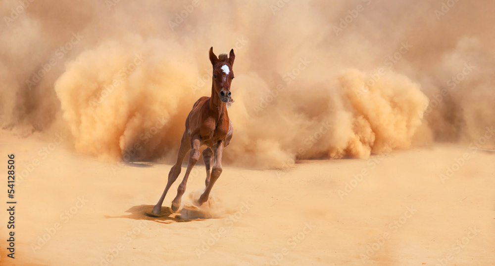 Arabian foal running out of the Desert Storm