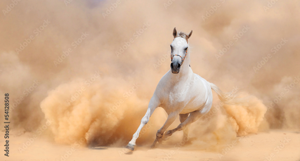 Arabian horse running out of the Desert Storm