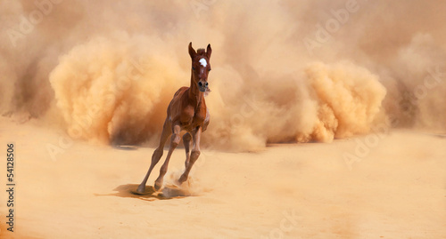 Arabian foal running out of the Desert Storm