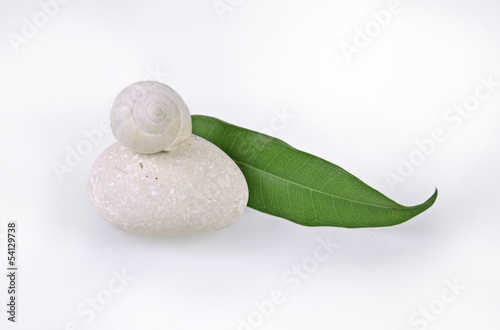 zielony liść i białe kamień