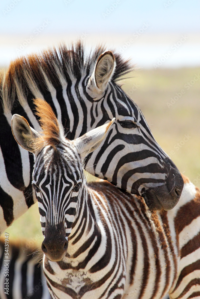 Naklejka premium Baby zebra with mother