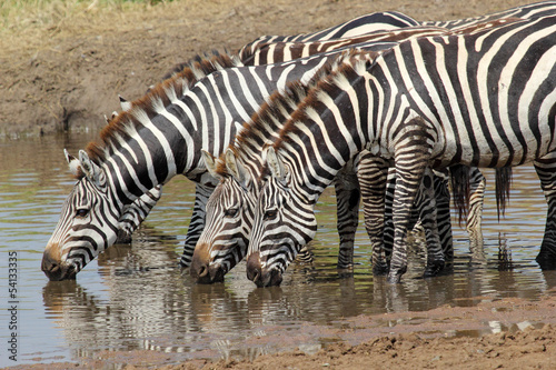 Group of zebras drinking