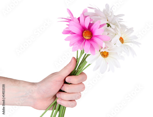 Man's hand giving a chamomiles isolated on white