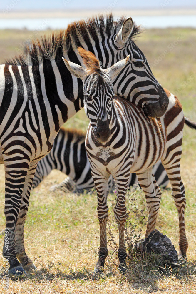 Naklejka premium Baby zebra z matką