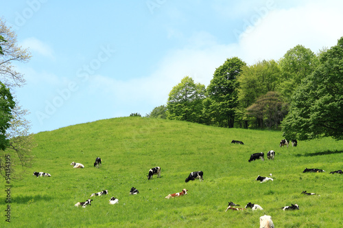 牧場風景 放牧されている乳牛
