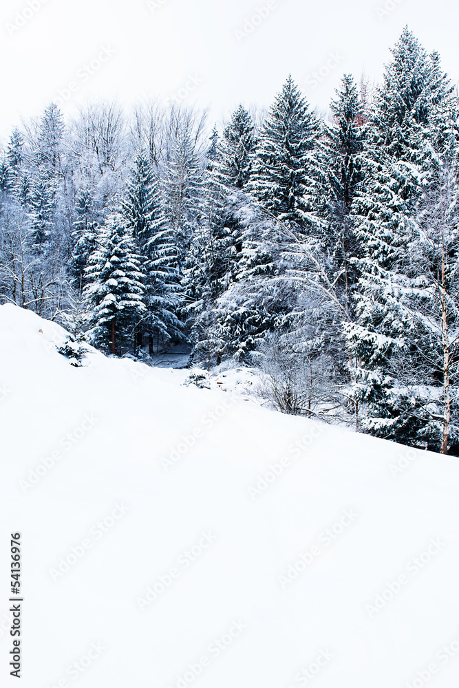 winter forest landscape