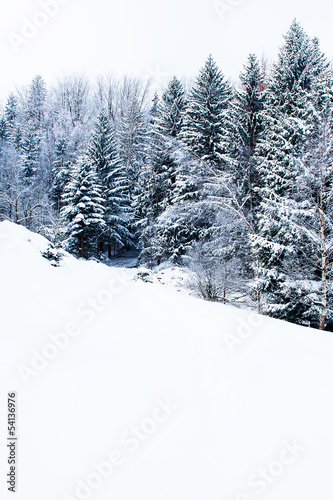 winter forest landscape © Kamila Cyganek