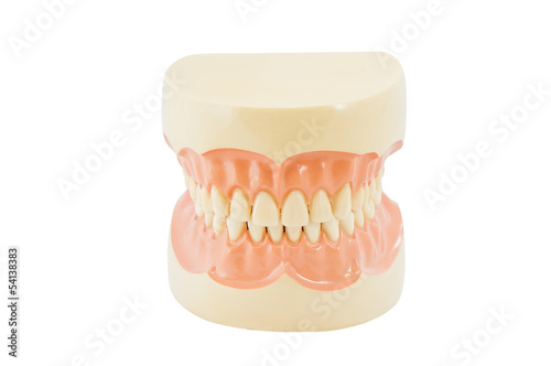 Plastic human teeth models on white background photo
