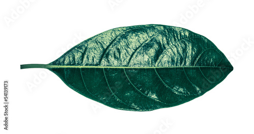 Jack fruit leaf Emerald © buttlefly