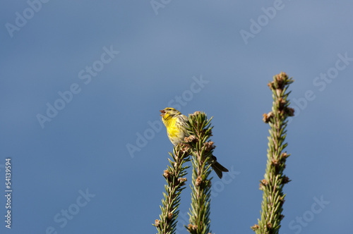 Male of European Serin, Serinus serinus photo