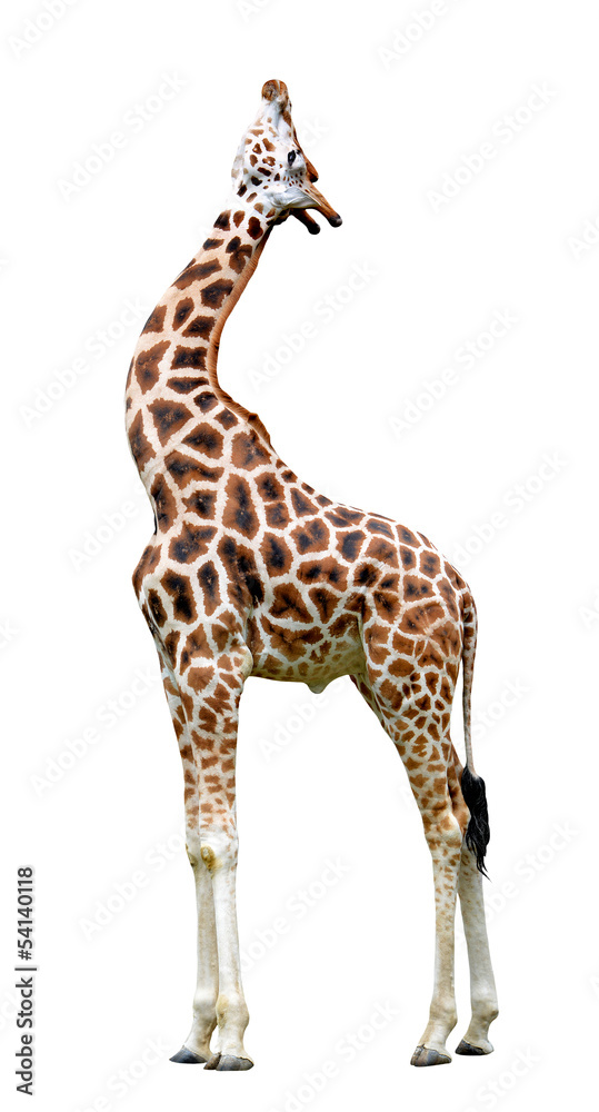 Obraz premium giraffe isolated on white background