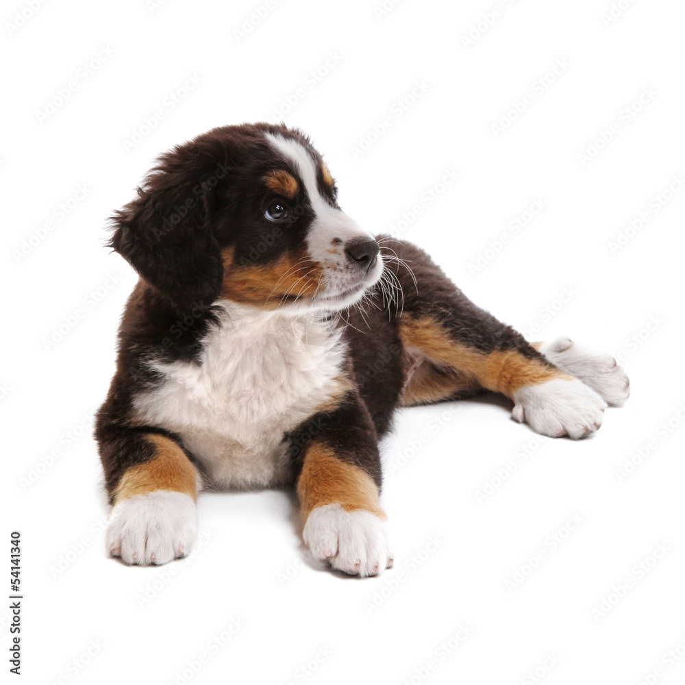 little puppy of bernese mountain dog on white background little puppy of bernese mountain dog on white background