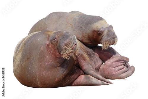 Walrus.