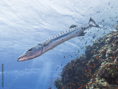 Foto Great barracuda on a tropical reef