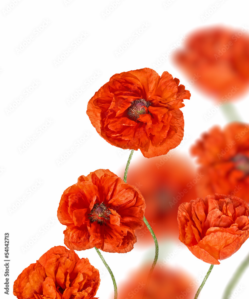 Fototapeta premium red poppy flowers isolated on white