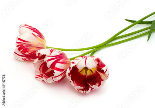 Fototapeta Naklejka Na Ścianę i Meble -  striped tulips over white