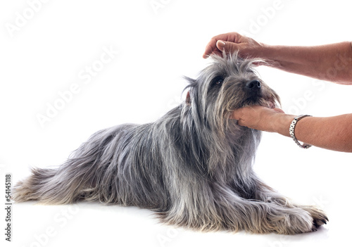 grooming of Pyrenean sheepdog
