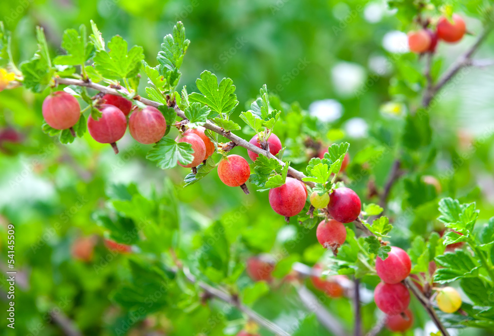 Red gooseberries hanging on a bush.