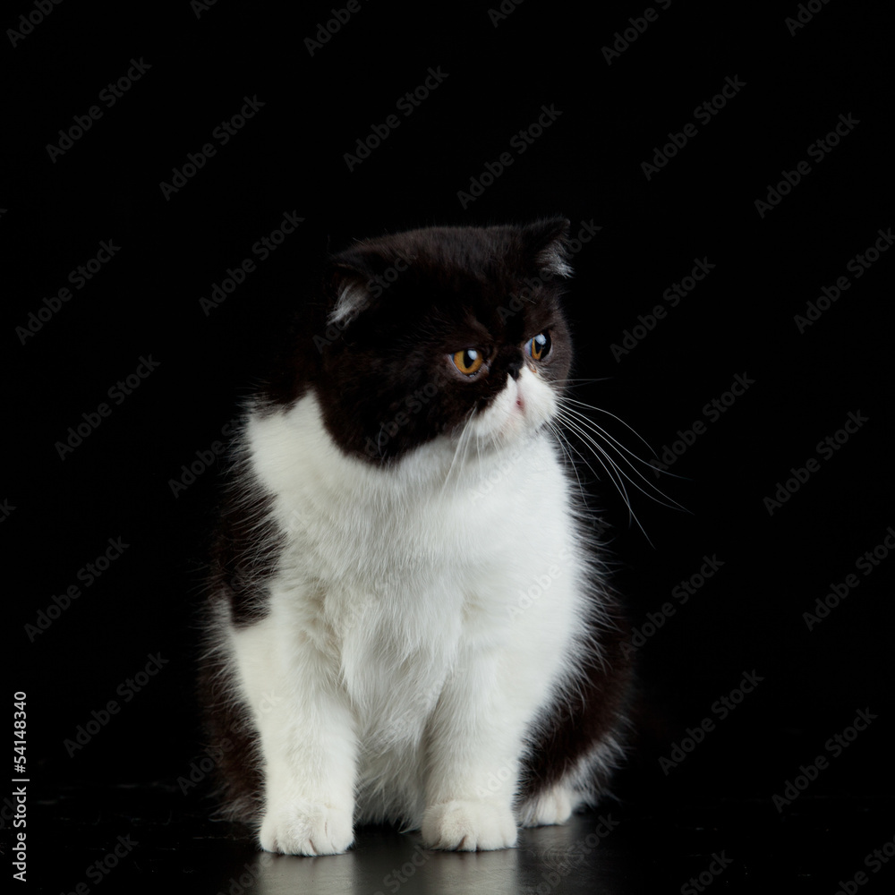 Exotic Persian cat on black background Exotic Persian cat on black background