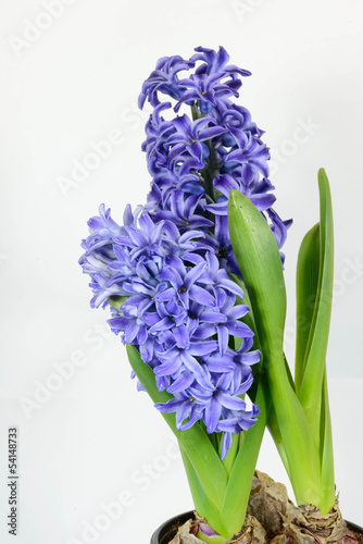 Hyacinth flower