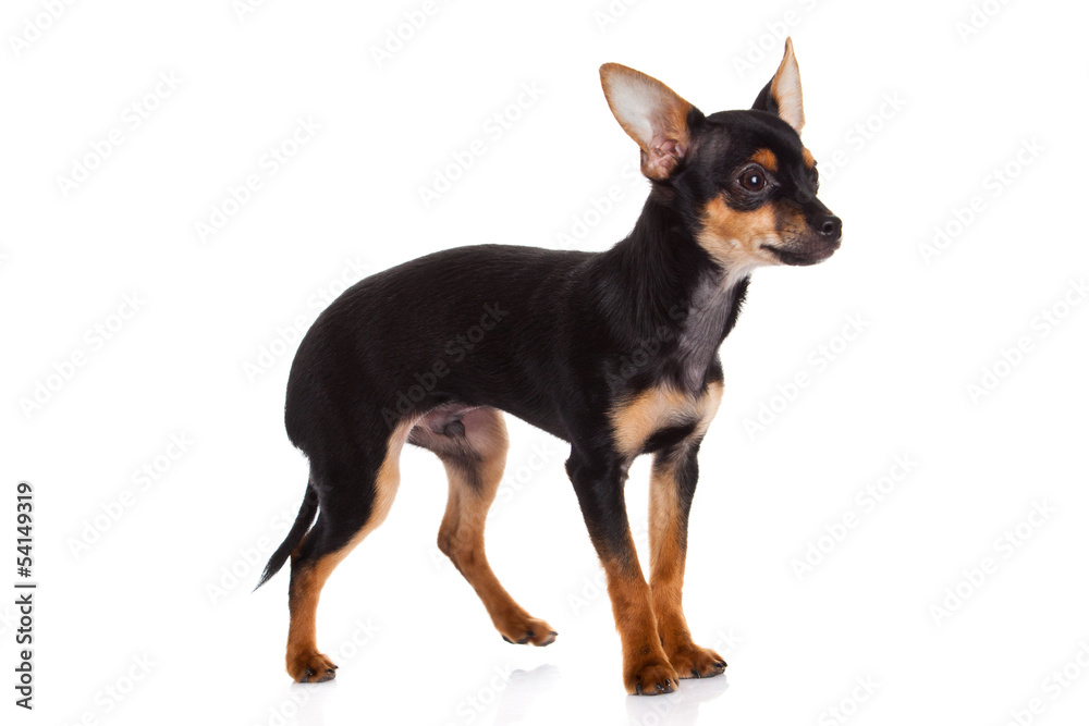 chihuahua isolated on white background