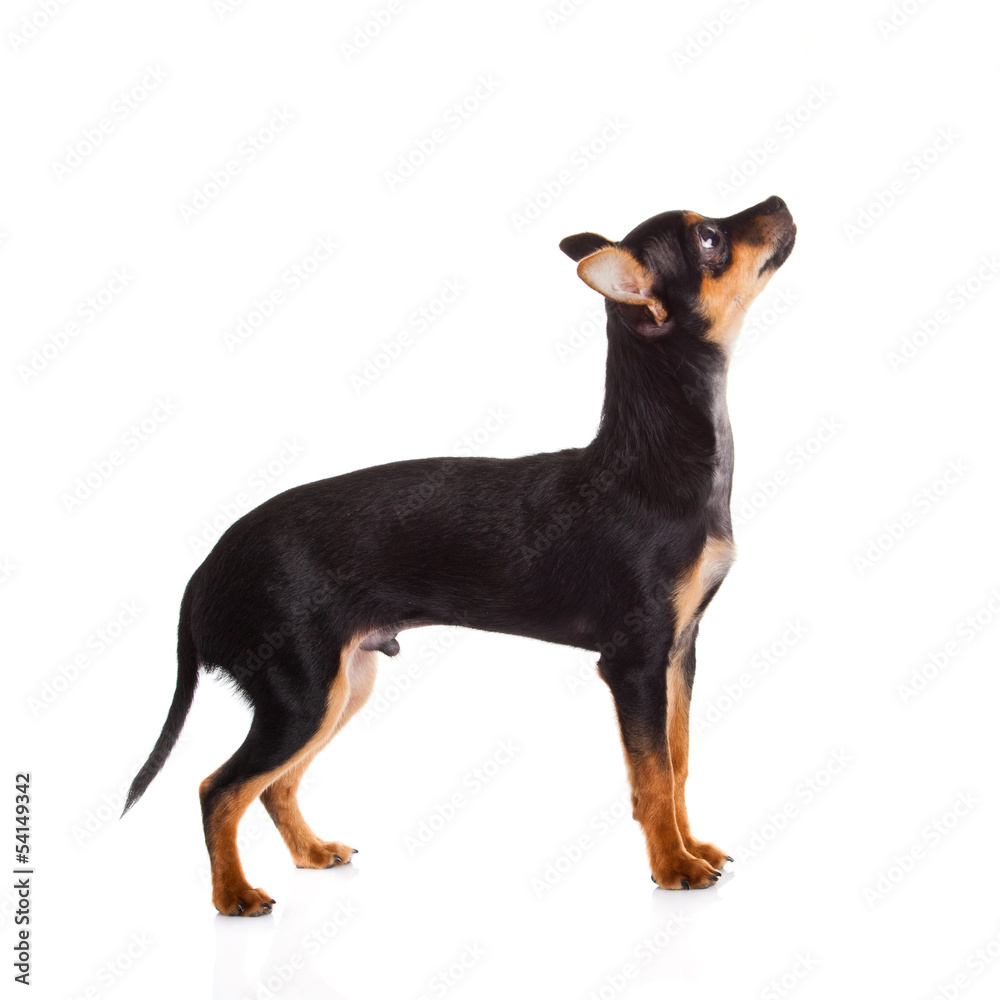 chihuahua isolated on white background