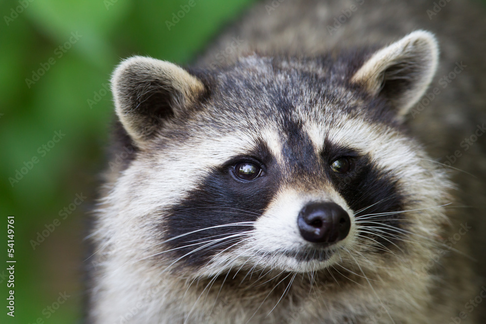 Raccoon close-up