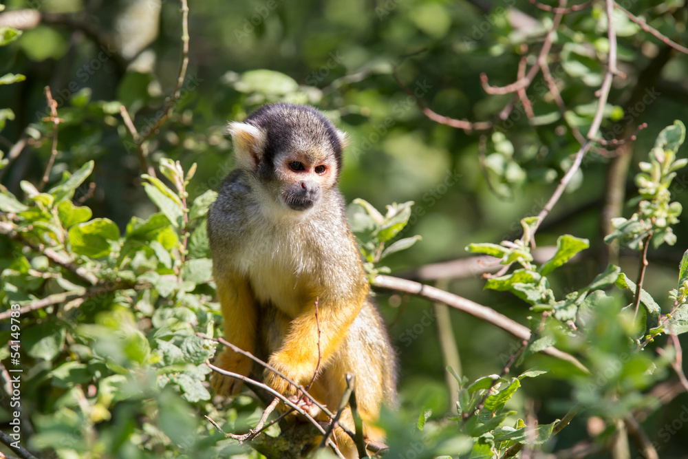 common squirrel monkey in a tree common squirrel monkey in a tree